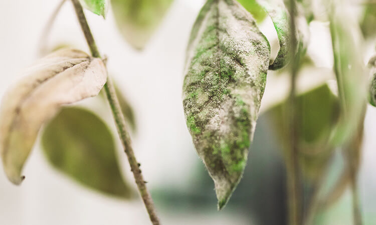 close image of plant leaf