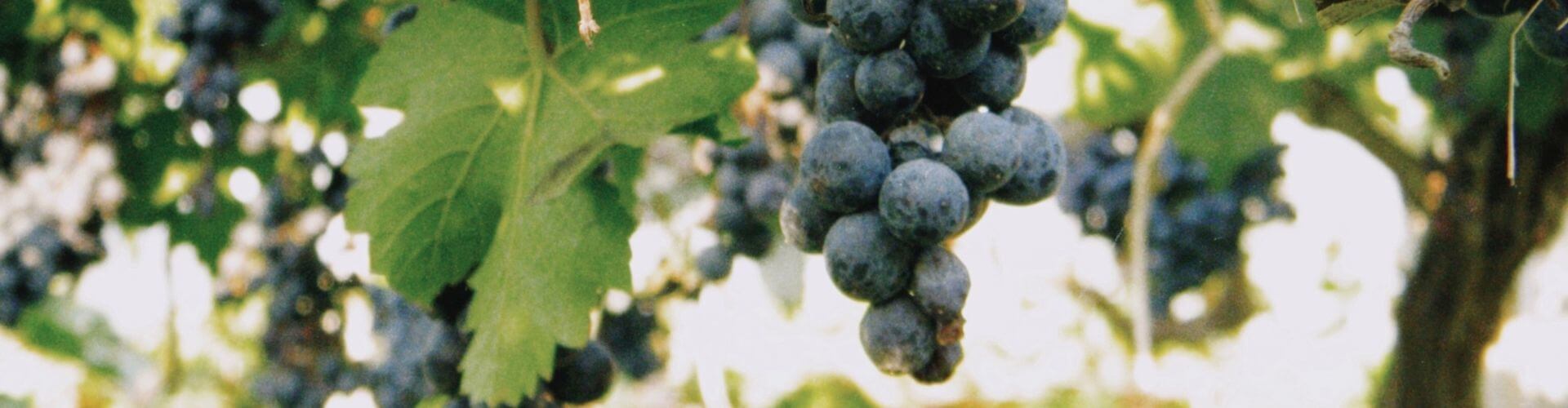 grape vine up close