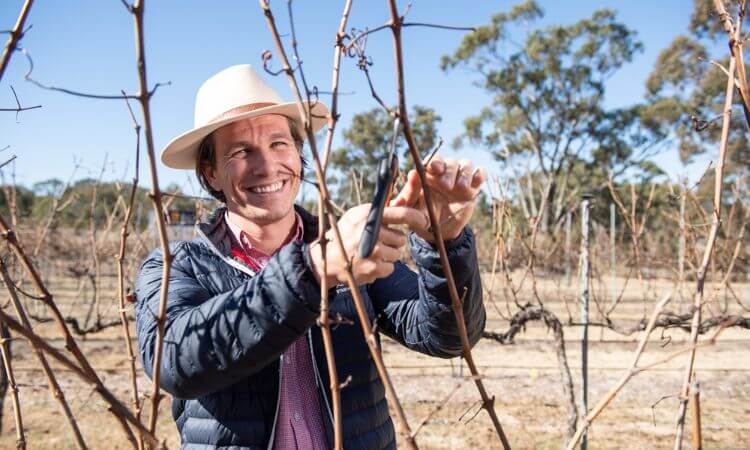 man in grape vine