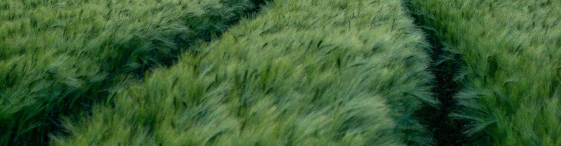 barley fields 