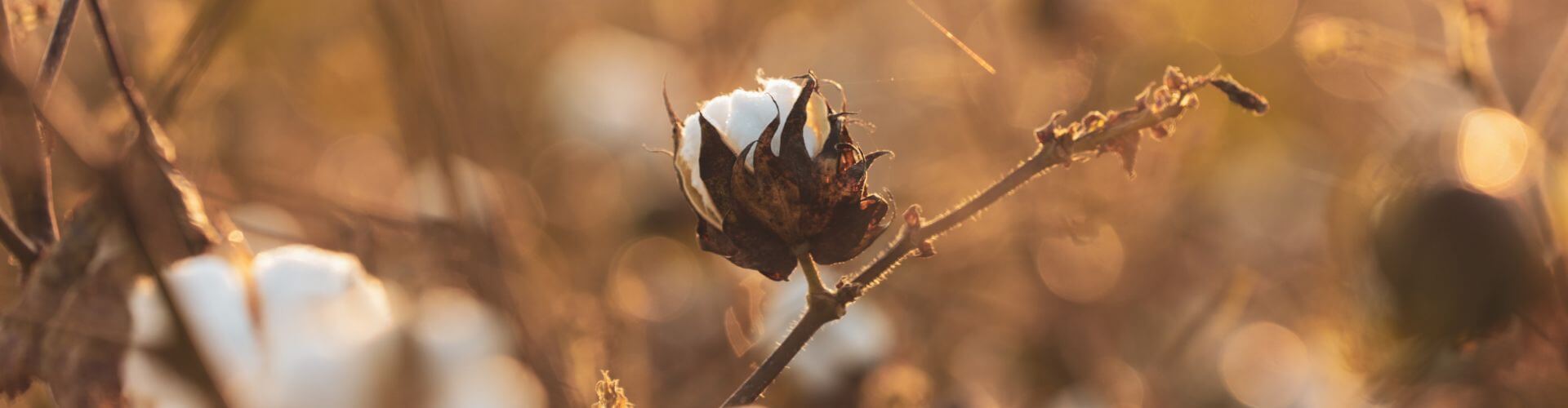 cotton plant up close