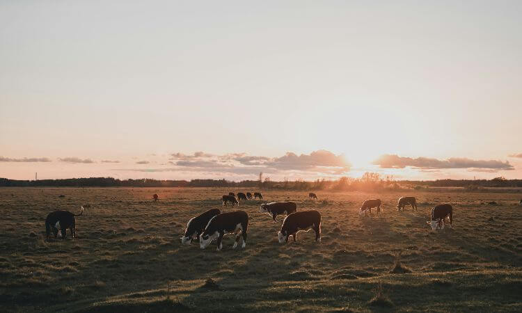 Cows grazing in a field at sunset, with the sun low in the sky casting a warm glow across the landscape.
