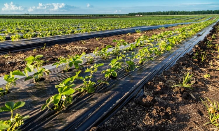 A cultivated field of green plants.