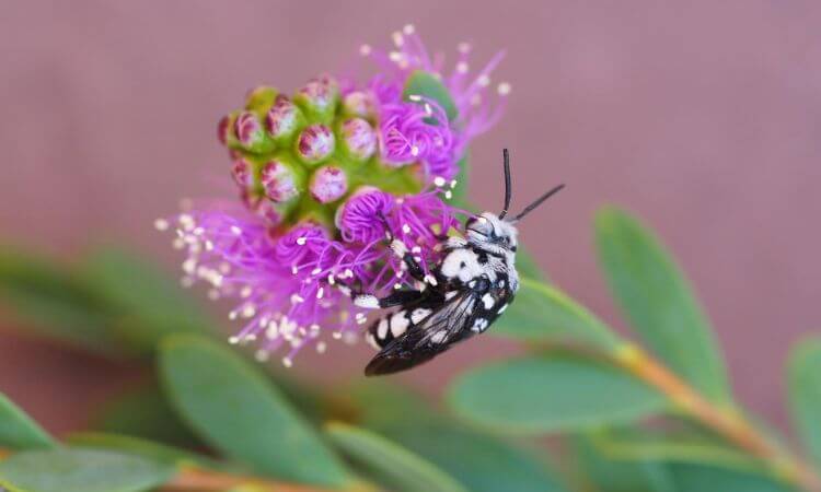 A black and white bee sits on a purple flower while collecting nectar. The flower has small green buds and elongated green leaves.