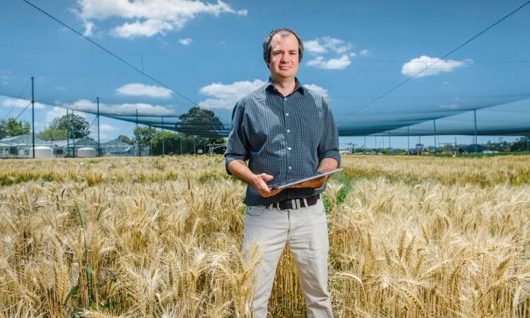 A person standing in a wheat field on a sunny day, holding a tablet device, with netted shade structures visible in the background.