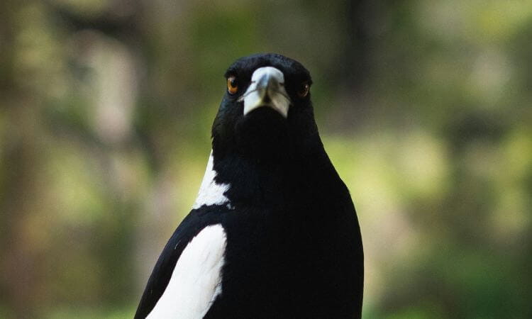 Close-up of an Australian magpie, focused on its face and chest, displaying black and white plumage, with a blurred green background.