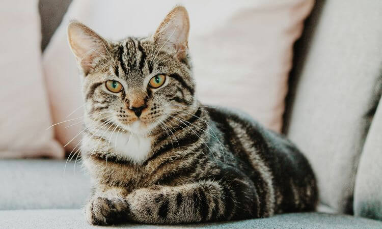 Tabby cat with green eyes lying on a gray couch, looking at the camera.