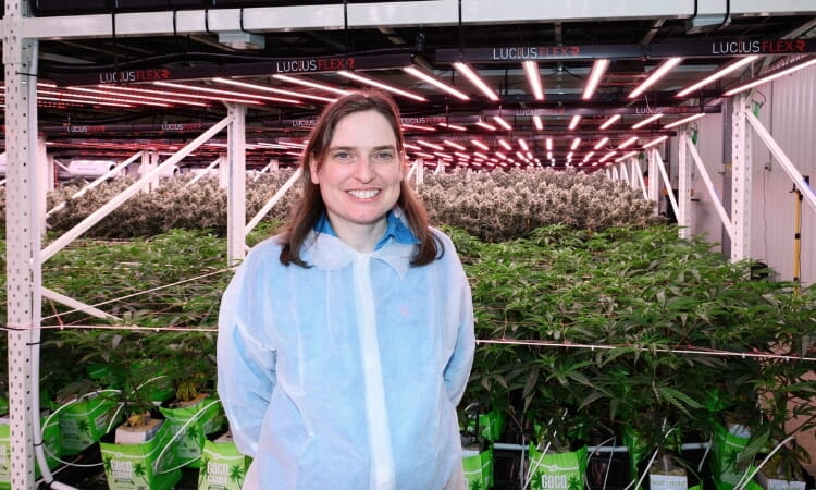 Person in protective clothing stands in an indoor cannabis cultivation facility with LED lights illuminating the plants.