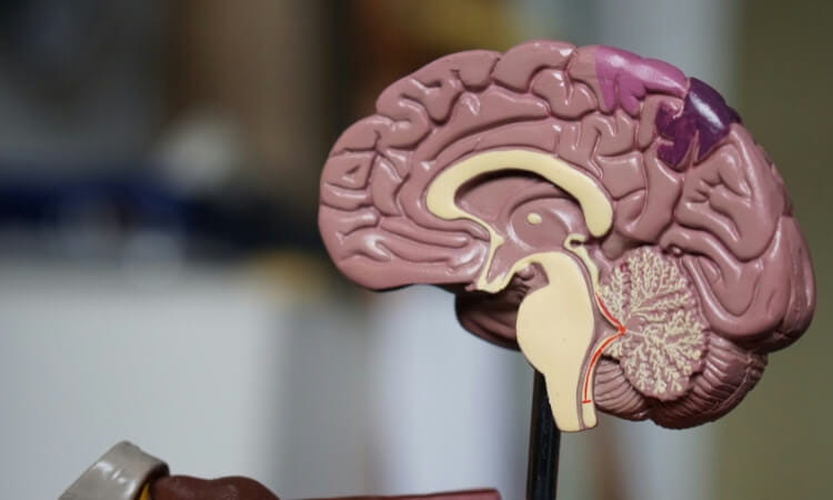 A plastic anatomical model of a human brain showing various internal structures and regions in different colors.