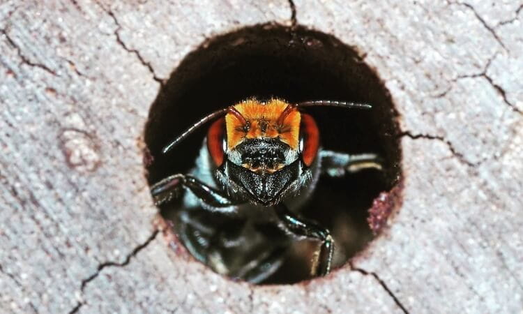 Close-up of a hornet emerging from a round hole in a piece of wood, showing its head and antennae clearly.