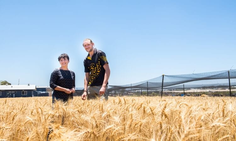 Two people stand in a golden wheat field under a clear blue sky, with buildings and netted fencing visible in the background.