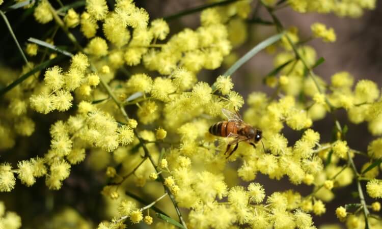 A bee collects nectar from small, fluffy yellow flowers on a plant with green stems.