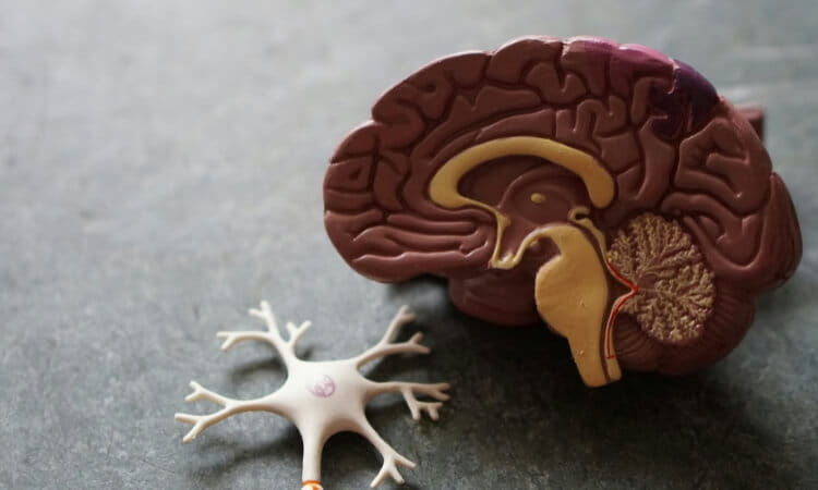 A plastic model of a human brain and a model neuron are displayed on a gray surface.