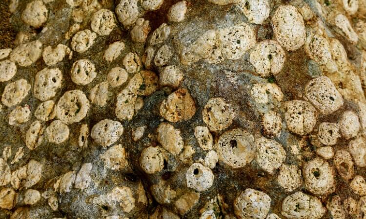 Close-up of a rocky surface covered with clusters of circular, porous barnacles attached to it.