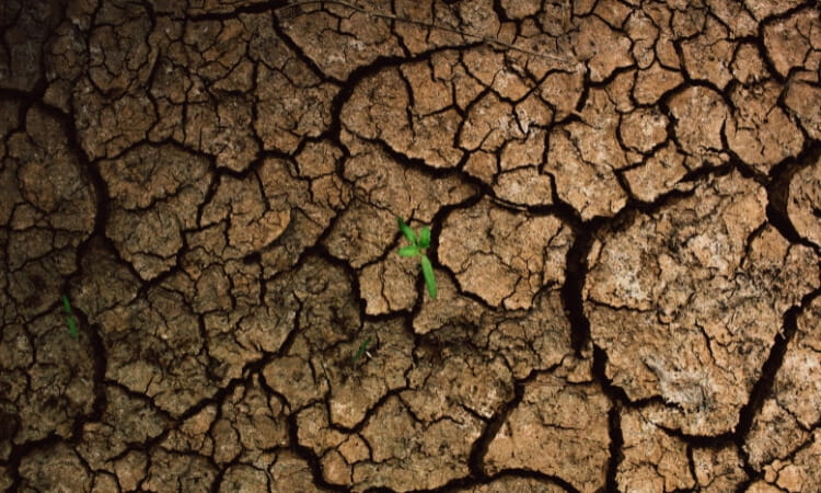 Cracked, dry earth with small green plants emerging between the fissures.