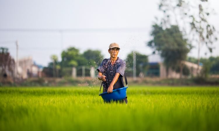 A person wearing a hat spreads fertilizer by hand in a green field, holding a blue container with trees and buildings visible in the background.
