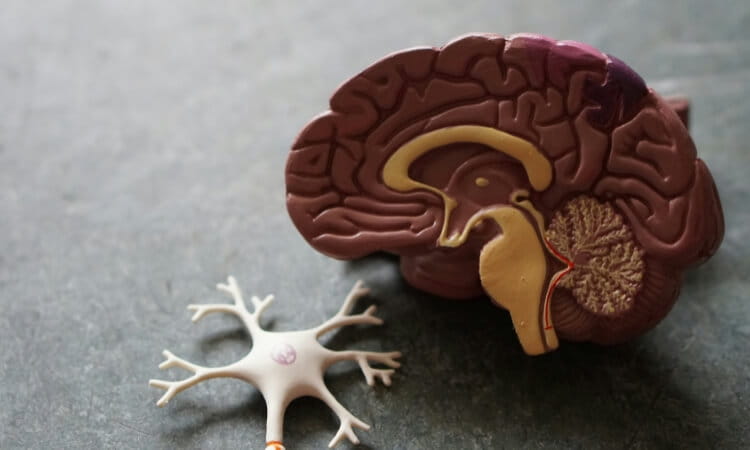 A model of a human brain is shown next to a model of a neuron on a gray surface.