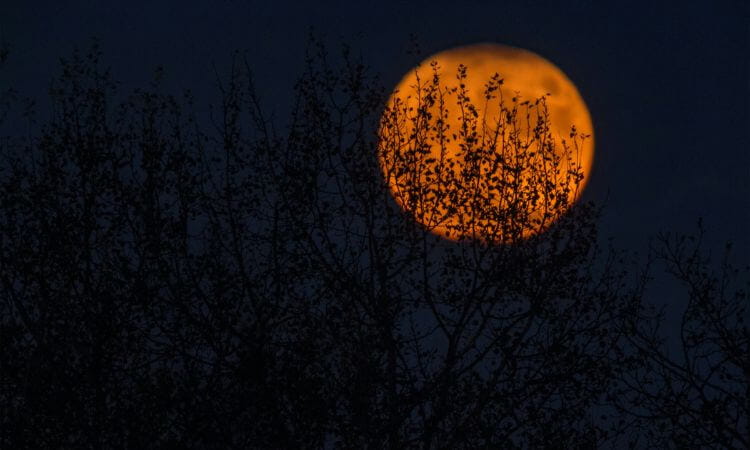 A large orange moon rises behind the silhouette of tree branches at night.