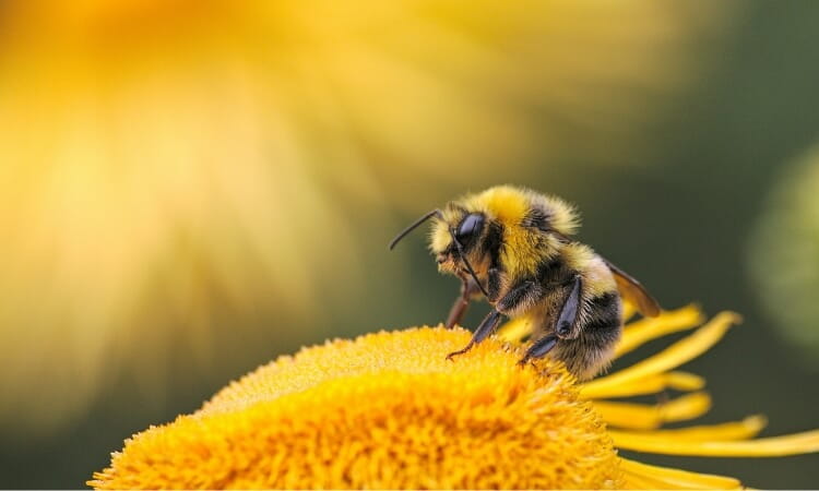 Close-up of a bumblebee collecting pollen on a yellow flower with a blurred yellow and green background.