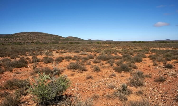 Sparse shrubs and dry, reddish soil in an open arid landscape with low hills in the background under a clear blue sky.