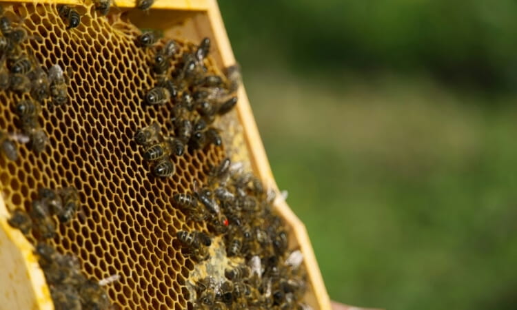 Close-up of a honeycomb frame covered with bees, held outdoors against a blurred green background.
