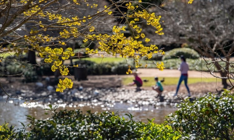 Yellow leaves in sharp focus on a tree branch, with three people blurred in the background by a pond in a park setting.