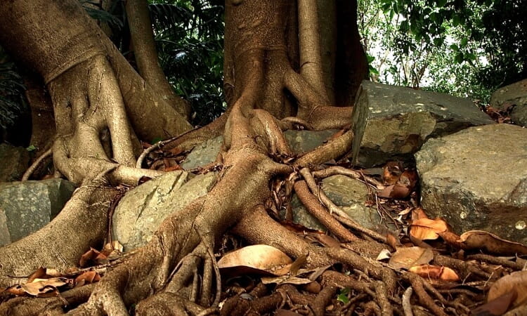 Large tree roots spread over rocks and dry leaves on a forest floor, with dense green foliage in the background.