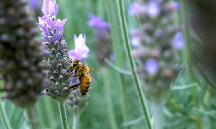A bee collects nectar from a purple lavender flower, surrounded by green stems and other blurred lavender blooms in the background.
