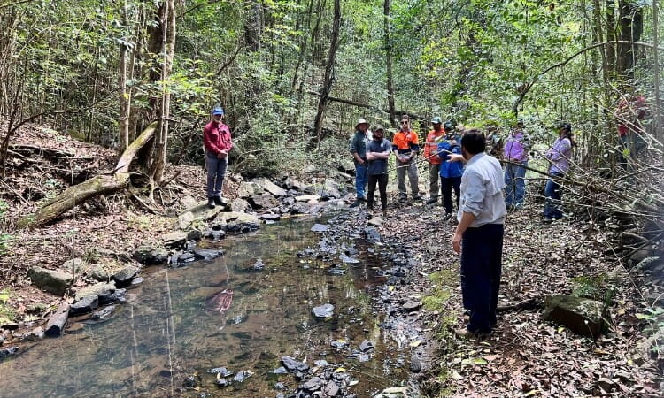 A group of people stand and observe along the edge of a shallow creek in a forested area during daylight.