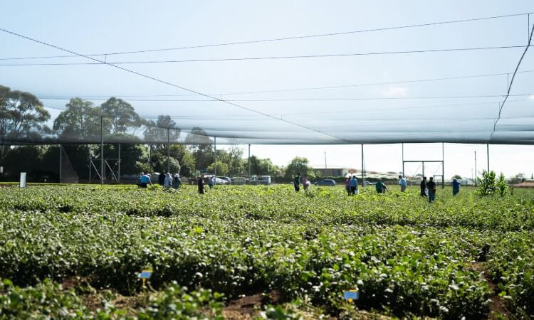 People working in a green crop field under a large protective net, with trees and structures visible in the background.