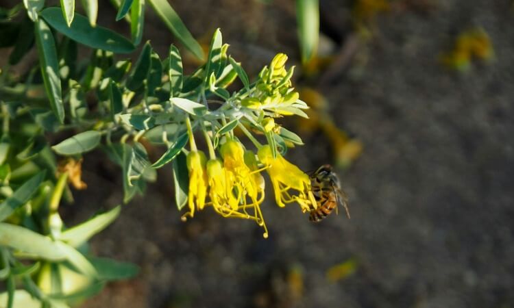A bee collects nectar from small yellow flowers on a green leafy plant, with a blurred brown background.