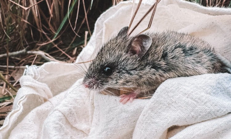 A small brown and gray mouse sits on a white cloth outdoors, surrounded by dry grass.