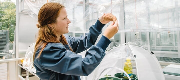 UniSQ researcher examining plant in greenhouse lab