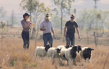 A group of people walking on a farm with sheep.
