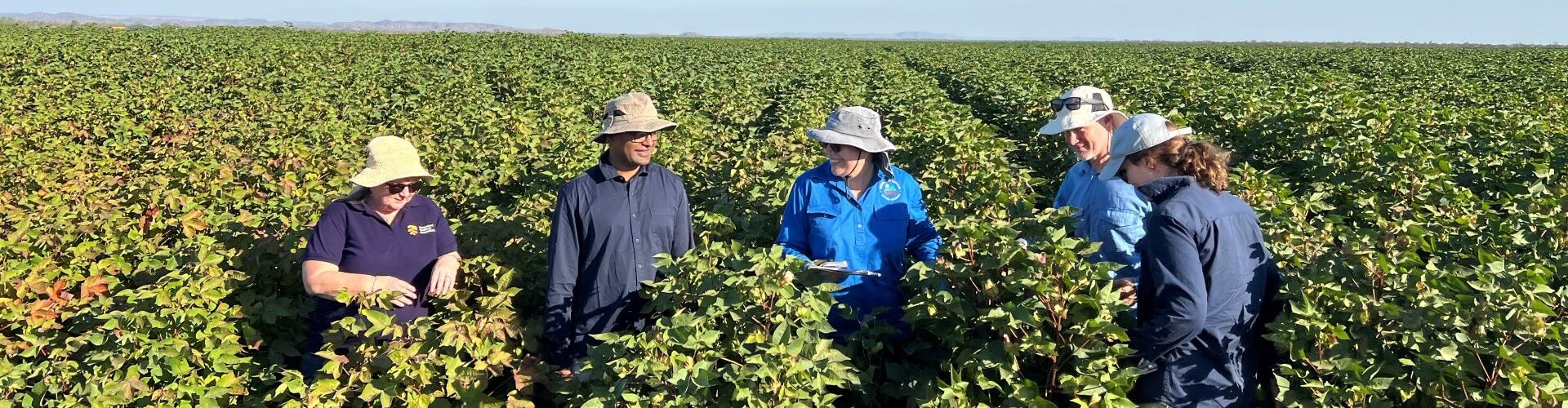 Five people wearing hats and sun-protective clothing stand in a green crop field, appearing to inspect or discuss the plants on a clear day.