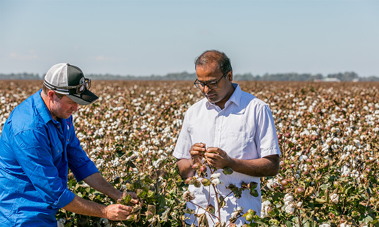 Two individuals inspect cotton plants in a field on a sunny day. One wears a blue shirt and cap, while the other wears a white shirt and glasses. The field is expansive and filled with cotton plants.