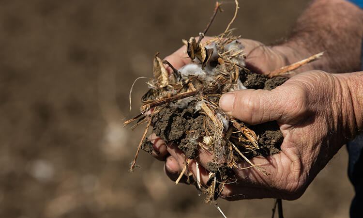 Hands holding a clump of soil mixed with organic debris and roots in an outdoor setting.