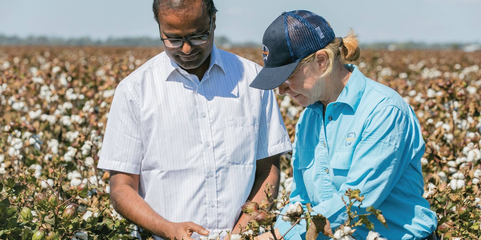 Two people standing in a cotton field examining cotton plants under a clear sky.