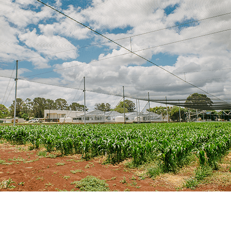 Large field of green crops under netting structures, with buildings and trees in the background beneath a partly cloudy sky.
