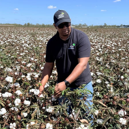 A man wearing sunglasses and a black polo shirt stands in a cotton field, examining cotton plants under a clear blue sky.