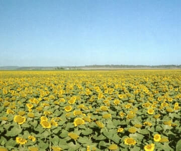Expansive sunflower field under a clear blue sky.