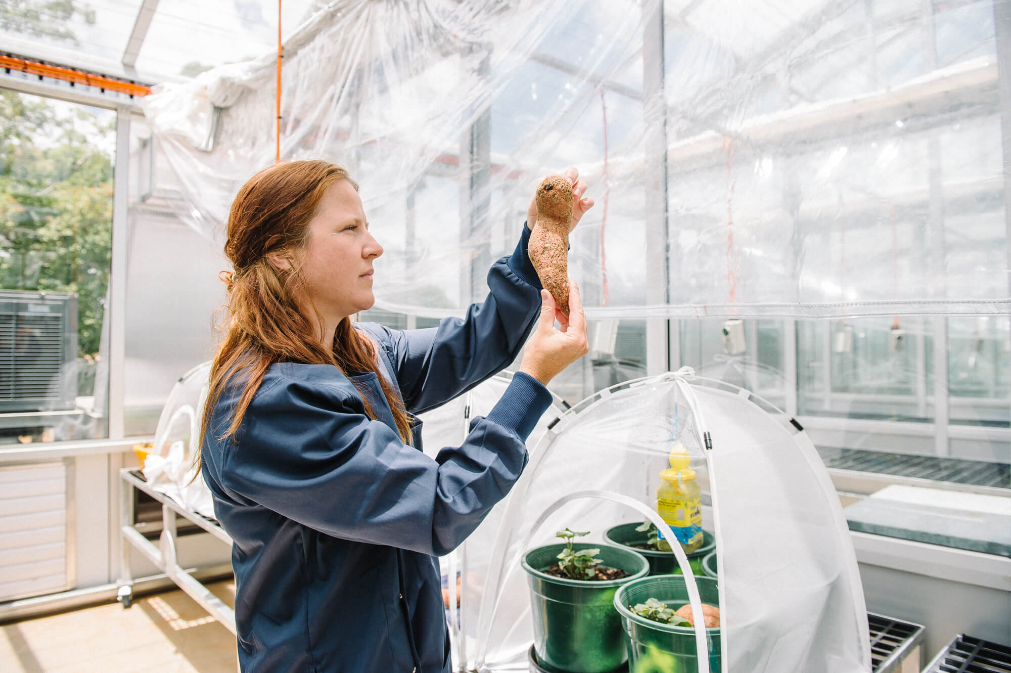 a woman examining a potato in a greenhouse