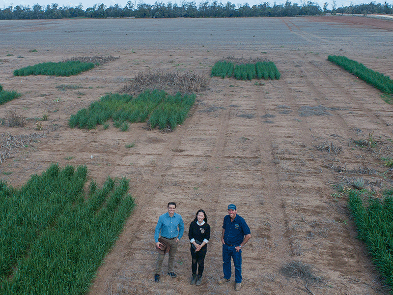 Three people standing in a large agricultural field with sections of crops.
