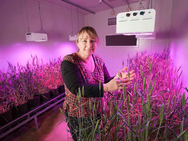 Scientist poses with a plant sample in a controlled growth environment with led lighting.