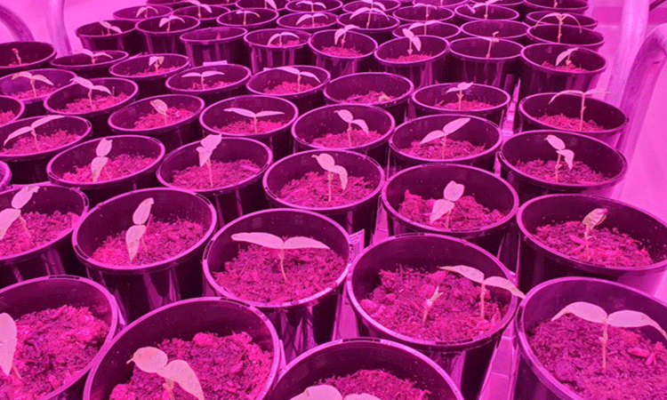 Plants growing under purple led lighting in an indoor cultivation setup.