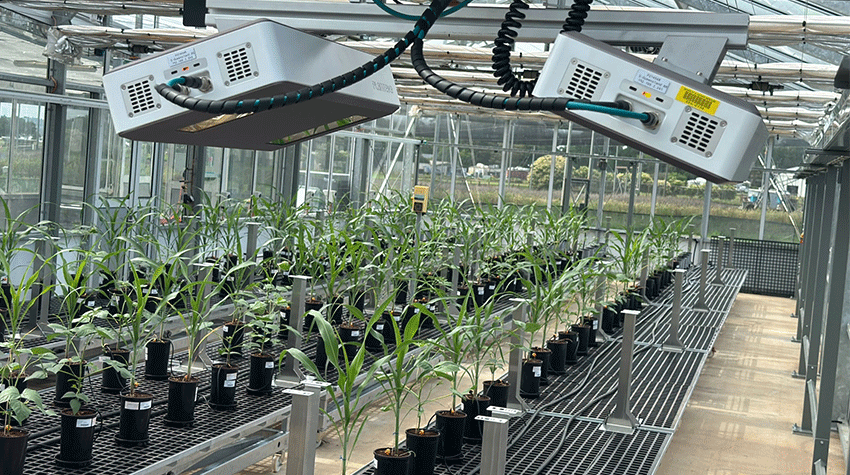 Plants in pots line metal shelves inside a greenhouse equipped with overhead grow lights.