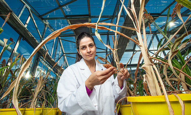 Scientist examining corn plants in a greenhouse.