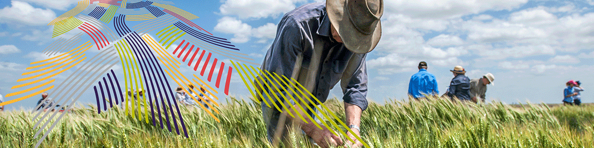 Farmers harvesting wheat in a field.