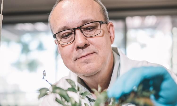 Scientist examining a plant in a laboratory setting.