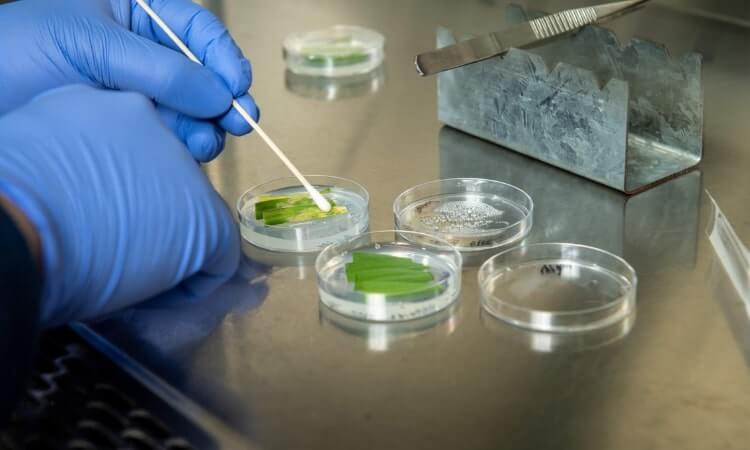 A person wearing gloves performs a plant tissue culture in a laboratory setting.